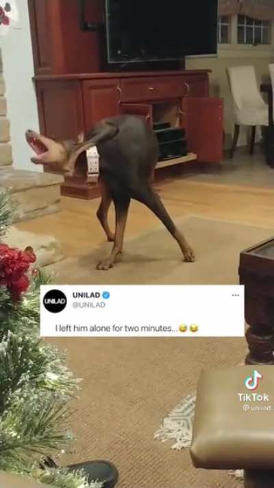 Dog.exe has stopped working