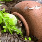 Baby snakes chilling in a plant pot