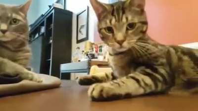 "Wait, what's that?"