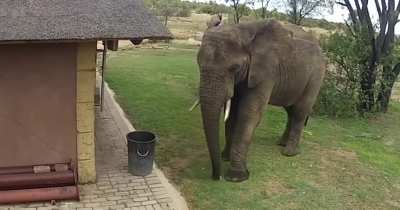? Elephant picks up trash ?