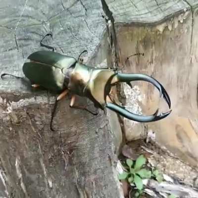 ? Shining with dark green metallic hue and holding to ginormous mandibles is this adult male Cyclommatus elaphus. This Indonesian species is the largest of its genus, capable of growing up to 10 cm in length. The use mouthparts especially add to the enorm