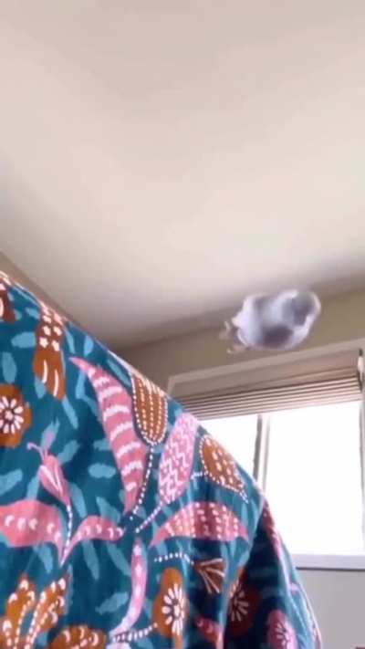 Dancing parrot ?