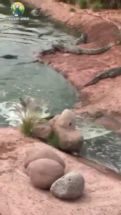 ? Croc enjoying sliding down the stream