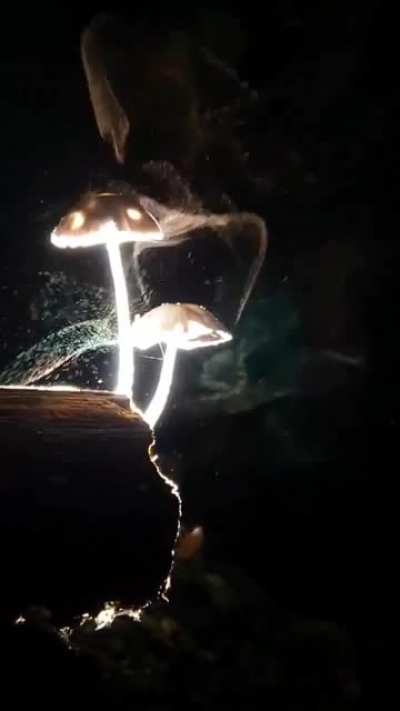 ? Mushrooms releasing microscopic spores into the wind to propagate. Credit: Jojo Villareal
