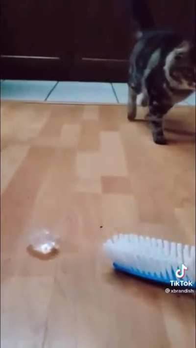 The cat coming in clutch.