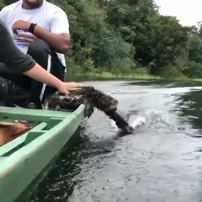 ? Sloth enjoying its boat ride.