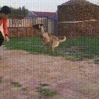 This doggo has super powers