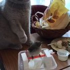 Pets are for friends