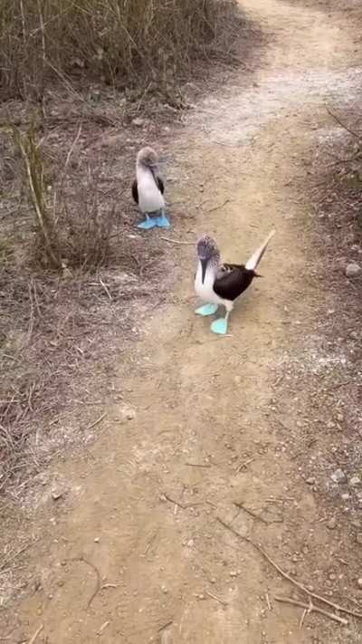 ? A pair of waddling Blue-Footed Boobies