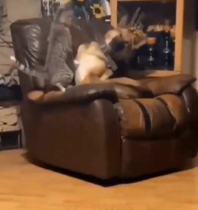 Cat supremacy ?