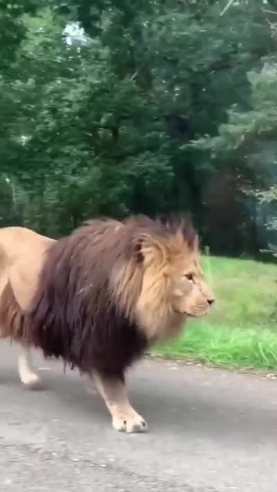 ? This is why they're called 'The King Of The Jungle'.