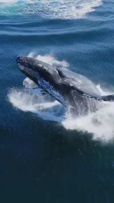 ?Look at her fly! Whales breaching out of the water is my new favorite thing now