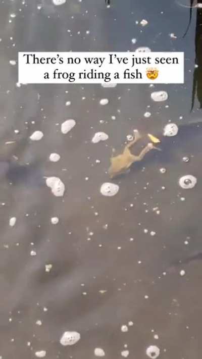Fish giving a free ride to frog XD
