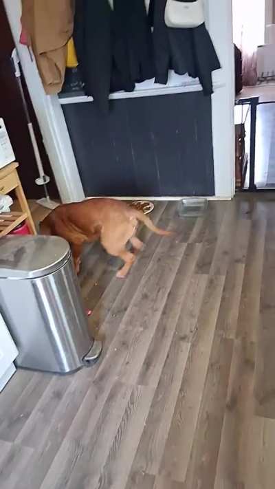 Koda vs pizza crust