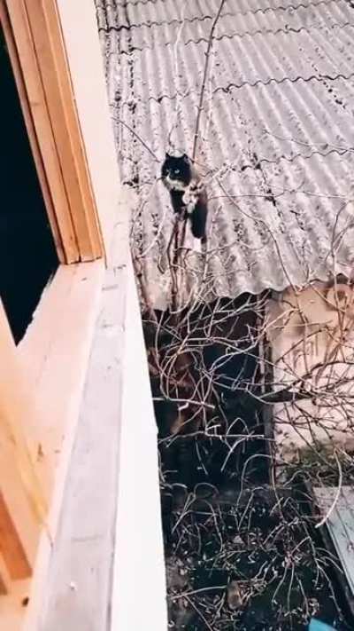 Mission: Impossible