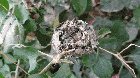 ? hummingbird nests are the smallest nests of any bird, they are also difficult to find and are Fucking Lit???