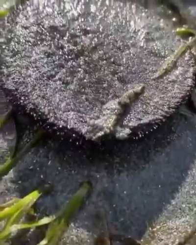 ? How a Sand Dollar looks when it’s brimming with life