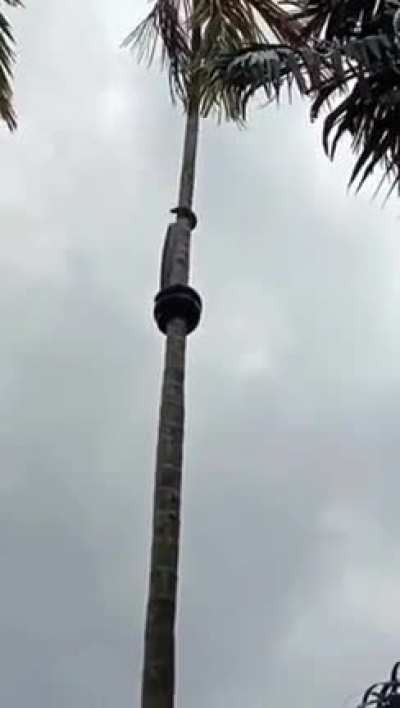 ? Snake climbing palm tree ??