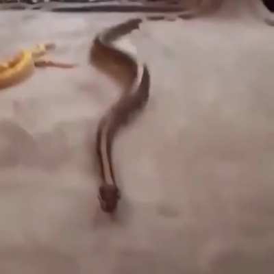 Snakes are unable to get traction on certain surfaces.