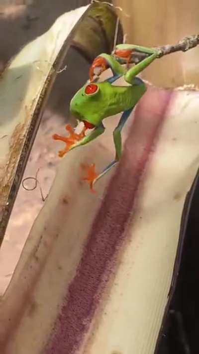 ? Wakey, wakey, red-eyed tree frog