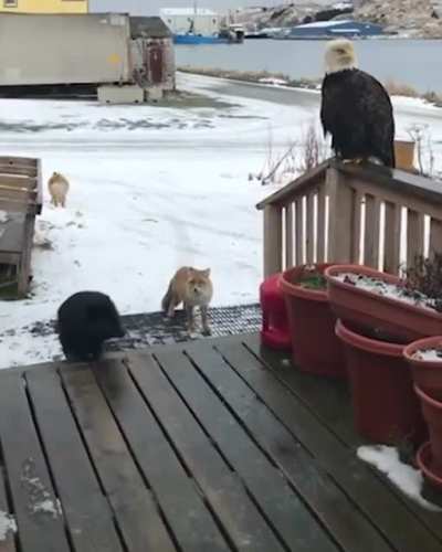 ? In Alaska, wild animals greet you