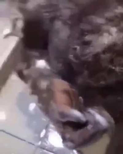 A monkey bath