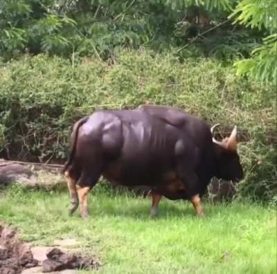 ? Gaur, aka the Indian bison, is the world's largest breed of cattle ?