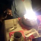 Pupper, noooo