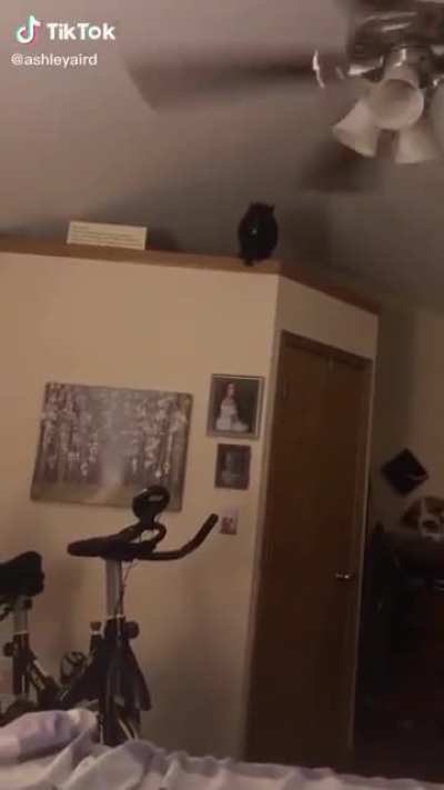 This poor cat