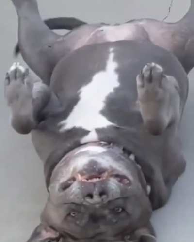 Dogs.. ?