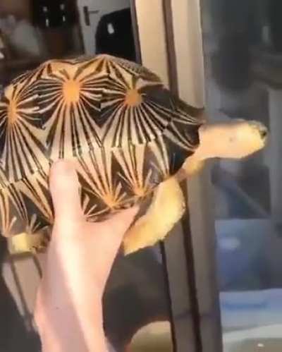 ? Radiated tortoise from Madagascar (critically endangered)
