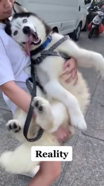 The Majestic Beast