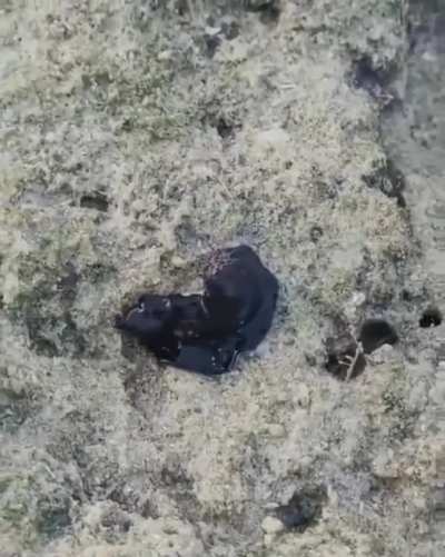 ?Crab getting eaten by something that looks like a symbiote