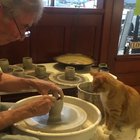 Pawttery