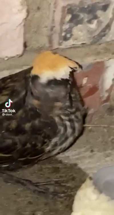 bread bird