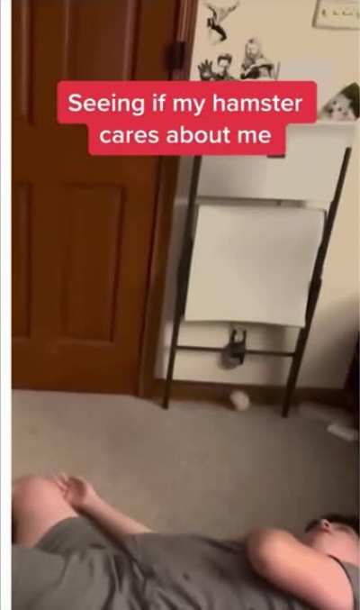 friendly hamster