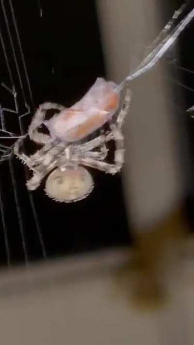 Threw a half dead June-bug into a spiders web that’s been camping in my backyard the past few weeks…never seen this happen up close before