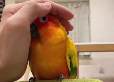 That moment when he realizes the hand is friendly :)