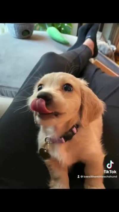 Baesil The Mini Dachshund ??