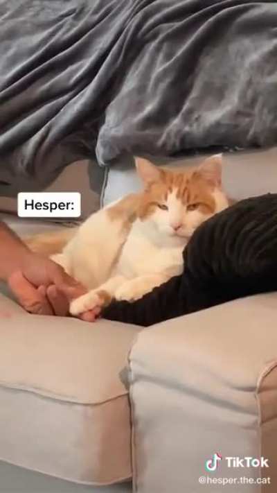 i love cats so much
