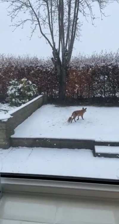 Spotted in my backyard: a fox with a duster for a tail