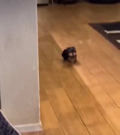 Smol but deadly!!