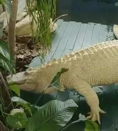 ? Rare Leucistic Alligator, with a beauty mark.