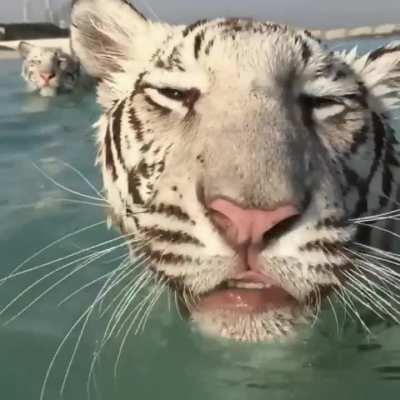? Trio of Tigers in the Water