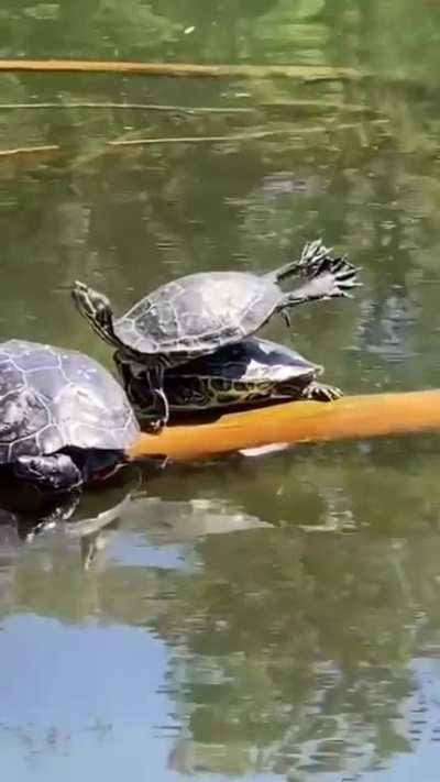 ? Turtle stretches its webbed feet while sunbathing