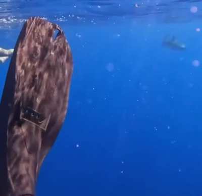 ? An Oceanic Tiger Shark Appears Out of Nowhere