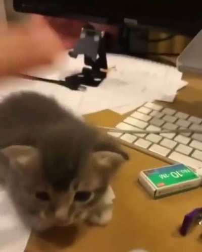 Adorable kitty. ?