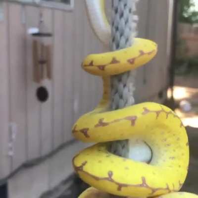 ? Snake casually climbing a rope