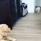 Witness an apex predator in action