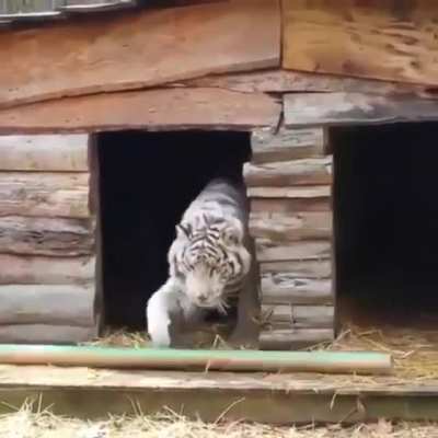 Such a majestic animal.